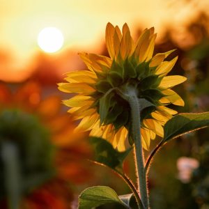 aaron-burden-zpK28VGxkJw-unsplash