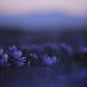 benyamin-bohlouli-fjjqDDhUBfc-unsplash benyamin-bohlouli-fjjqDDhUBfc-unsplash