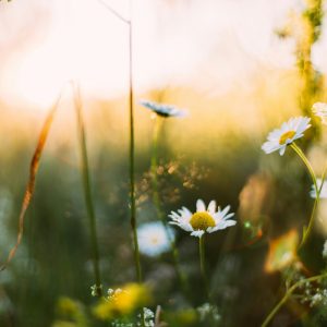 daiga-ellaby-YnNczu62rdk-unsplash