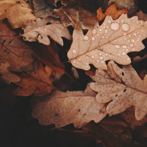 daniel-frank-UoUqvOOwDh8-unsplash