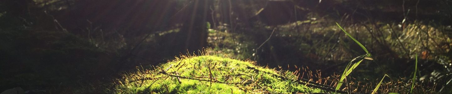 janus-clemmensen-52724-unsplash